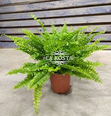 Image result for НЕФРОЛЕПИС (Nephrolepis