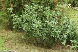 Attēlu rezultāti vaicājumam “Ribes nigrum”