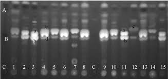 Attēlu rezultāti vaicājumam “Cetrelia sp.”