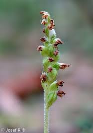 Attēlu rezultāti vaicājumam “Goodyera repens bud”