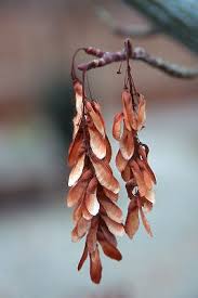 Attēlu rezultāti vaicājumam “Acer rufinerve fruit”