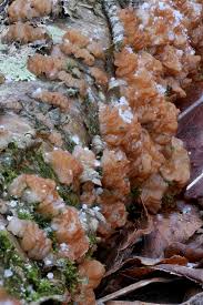 Attēlu rezultāti vaicājumam “Exidia repanda”