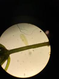 Attēlu rezultāti vaicājumam “Chara contraria”