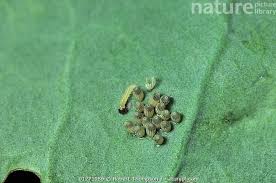 Attēlu rezultāti vaicājumam “Pieris brassicae larva”