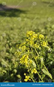 Attēlu rezultāti vaicājumam “Bunias orientalis bud”