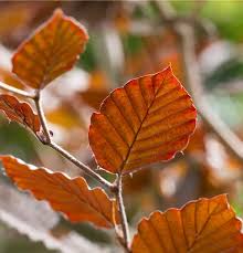 Attēlu rezultāti vaicājumam “Fagus sylvatica fo. purpurea fruit”