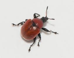 Attēlu rezultāti vaicājumam “Attelabus nitens”