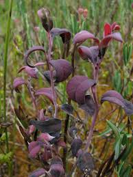 Attēlu rezultāti vaicājumam “Exobasidiales”