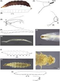 Attēlu rezultāti vaicājumam “Tabanidae”