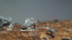 Attēlu rezultāti vaicājumam “Oligonema persimile macro”