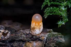 Attēlu rezultāti vaicājumam “Sphaerobolus stellatus”