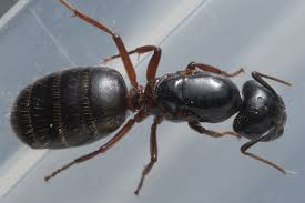 Attēlu rezultāti vaicājumam “Camponotus herculeanus”