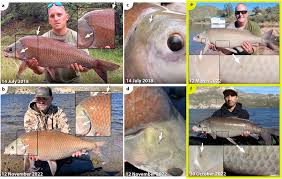 Image result for Ictiobus niger