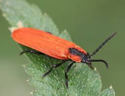Attēlu rezultāti vaicājumam “Lygistopterus sanguineus larva”