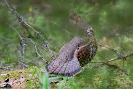 Attēlu rezultāti vaicājumam “Tetrastes bonasia female”