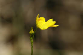 Attēlu rezultāti vaicājumam “Utricularia intermedia bud”
