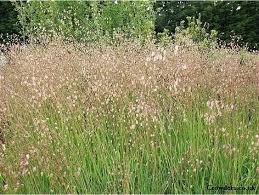 Attēlu rezultāti vaicājumam “Briza media”