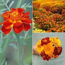 Image result for Tagetes patula