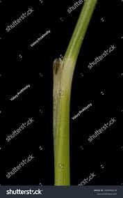 Attēlu rezultāti vaicājumam “Nardus stricta leaf”