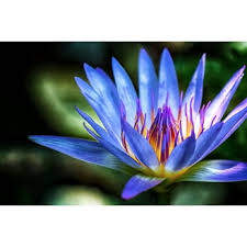 Attēlu rezultāti vaicājumam “Lotus sp. flower”