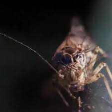 Attēlu rezultāti vaicājumam “Psococerastis gibbosa”