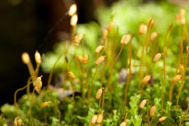 Attēlu rezultāti vaicājumam “Plagiomnium undulatum sporophyte”