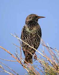 Attēlu rezultāti vaicājumam “Sturnus vulgaris”