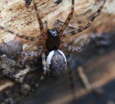 Attēlu rezultāti vaicājumam “Neriene montana”