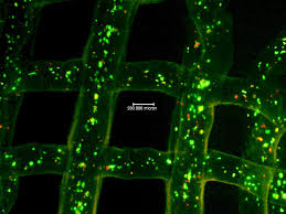  cell, tissue, culture, cell and tissue, cultured cells, tissue cultures, culture cell, culture techniques, stem cells biology, tissue culture cells, culture cell lines, growing cells in culture