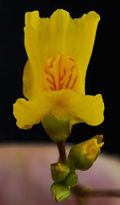 Attēlu rezultāti vaicājumam “Utricularia vulgaris flower”