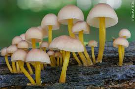 Attēlu rezultāti vaicājumam “Mycena renati”