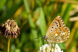 Attēlu rezultāti vaicājumam “Argynnis niobe underside”