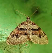 Attēlu rezultāti vaicājumam “Xanthorhoe designata”