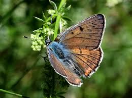 Attēlu rezultāti vaicājumam “Lycaena alciphron underside”