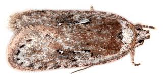 Attēlu rezultāti vaicājumam “Depressariidae”