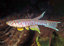 Image result for Aphyosemion