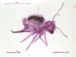 Attēlu rezultāti vaicājumam “Ptenothrix sp.”