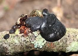 Attēlu rezultāti vaicājumam “Exidia glandulosa”