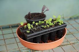 Attēlu rezultāti vaicājumam “Cardamine pratensis leaf”