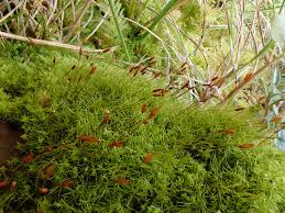 Attēlu rezultāti vaicājumam “Distichium capillaceum”