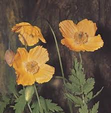 Image result for Meconopsis cambrica
