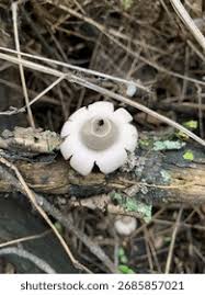 Attēlu rezultāti vaicājumam “Geastrum fimbriatum”