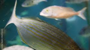 Image result for Sarpa salpa