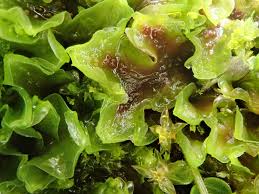 Attēlu rezultāti vaicājumam “Pellia neesiana”