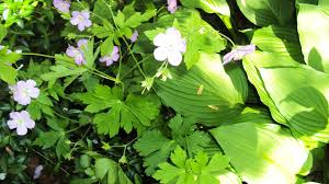 Attēlu rezultāti vaicājumam “Geranium sylvaticum bud”