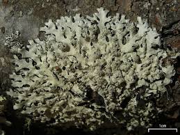 Attēlu rezultāti vaicājumam “Hypotrachyna sp.”