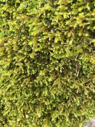 Attēlu rezultāti vaicājumam “Acrocarpous mosses”