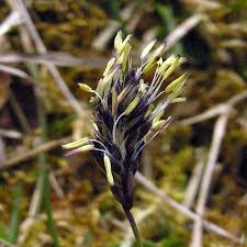 Attēlu rezultāti vaicājumam “Sesleria caerulea leaf”