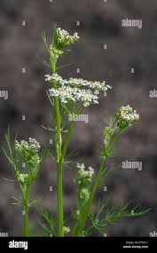 Attēlu rezultāti vaicājumam “Carum carvi flower”