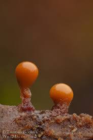 Attēlu rezultāti vaicājumam “Hemitrichia calyculata young”